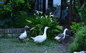 Alojamiento Rural Casa Quinta Peumayen